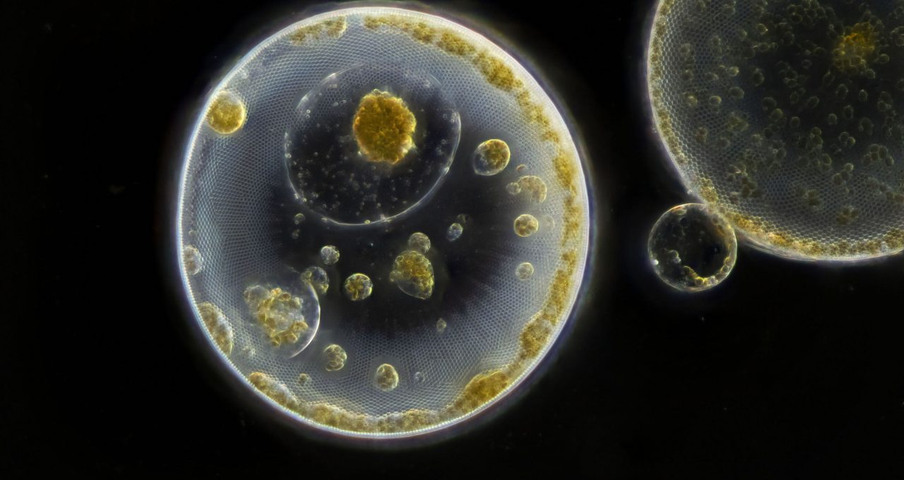 Diatoms

Photo © Jan van IJken

PLANKTONIUM

Planktonium is a short film about the secret universe of microscopic plankton. These stunningly beautiful, diverse and numerous organisms are invisible to the naked eye, but are drifting in every water around us.
